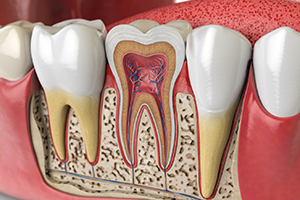 Cross-section of tooth showing its root canals